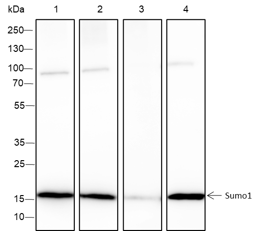 Anti-SUMO-1 Rabbit mAb (C-terminal)
