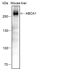 Anti-ABCA1 Mouse mAb