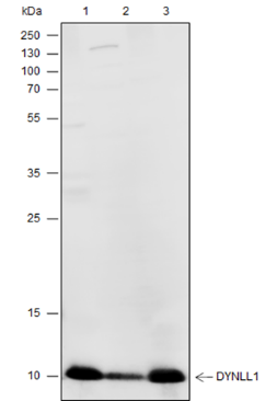Anti-DYNLL1 Rabbit mAb