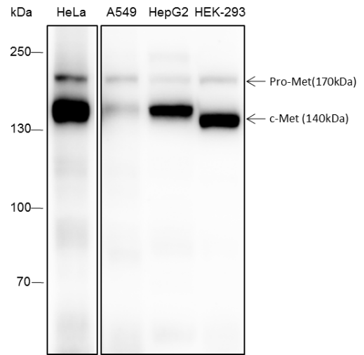 Anti-Met Rabbit mAb