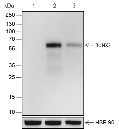 Anti-RUNX2 Rabbit mAb