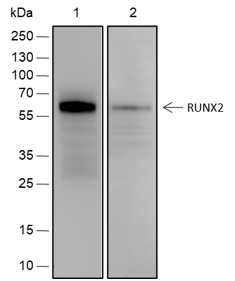 Anti-RUNX2 Rabbit mAb
