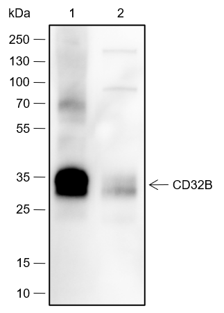 Anti-CD32B Rabbit mAb