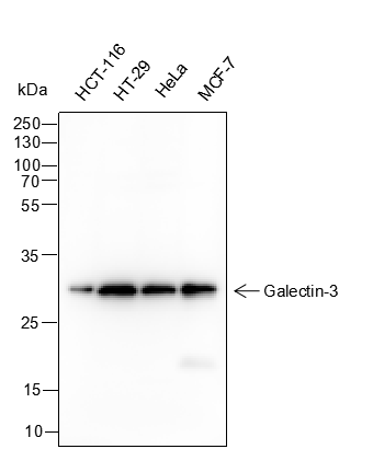 Anti-Galectin-3 Mouse mAb