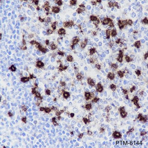 Anti-CD57 Mouse mAb
