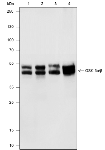 Anti-GSK3 alpha/beta Mouse mAb