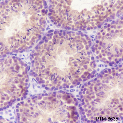 Anti-GSK3 alpha/beta Mouse mAb