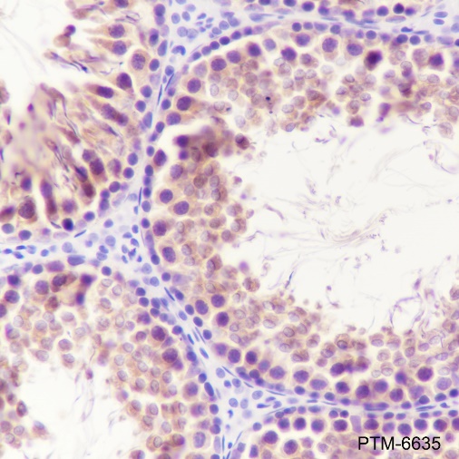 Anti-GSK3 alpha/beta Mouse mAb