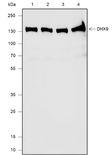 Anti-DHX9 Mouse mAb