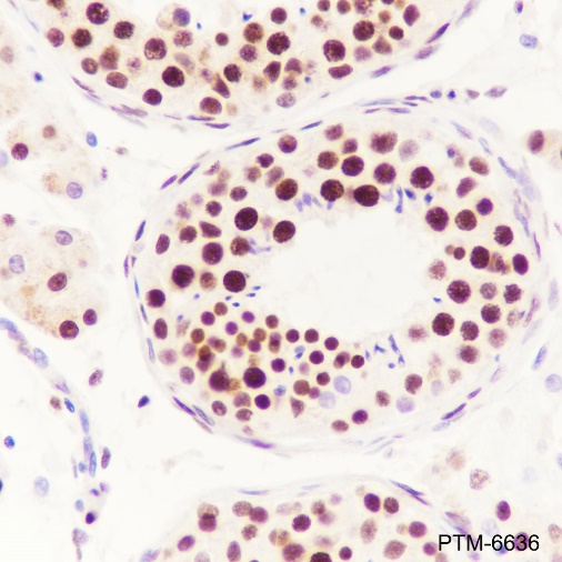 Anti-DHX9 Mouse mAb