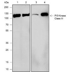 Anti-PI3 Kinase Class III Rabbit mAb