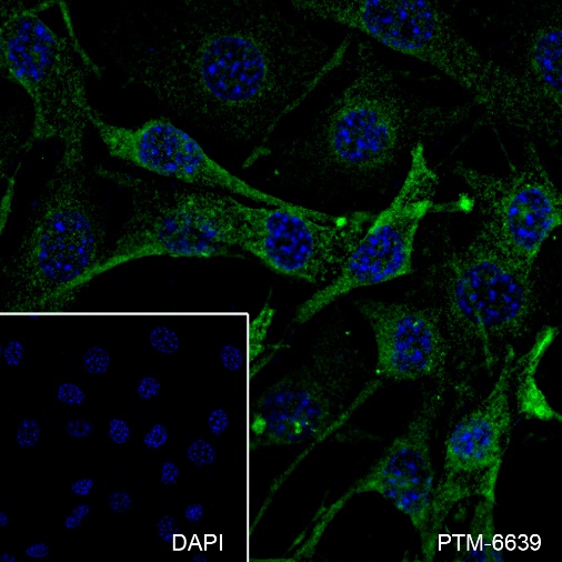 Anti-PI3 Kinase Class III Rabbit mAb