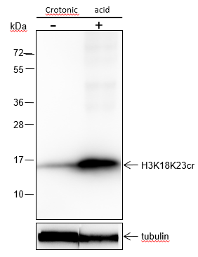 Anti-Crotonyl-histone H3 (Lys18/23) Rabbit mAb