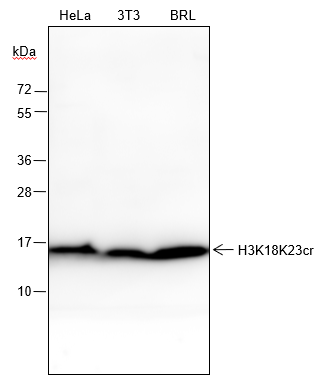 Anti-Crotonyl-histone H3 (Lys18/23) Rabbit mAb