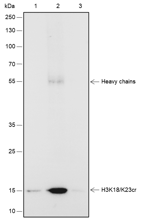 Anti-Crotonyl-histone H3 (Lys18/23) Rabbit mAb