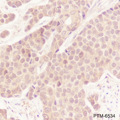 Anti-SHP2 Mouse mAb