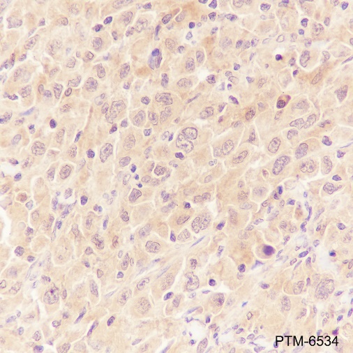 Anti-SHP2 Mouse mAb