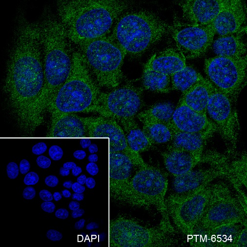 Anti-SHP2 Mouse mAb