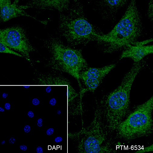 Anti-SHP2 Mouse mAb