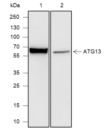 Anti-ATG13 Mouse mAb