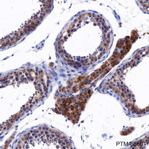 Anti-ATG13 Mouse mAb