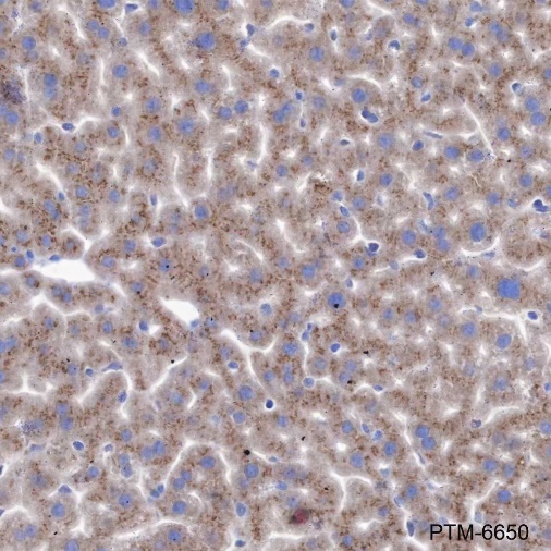 Anti-ATG13 Mouse mAb