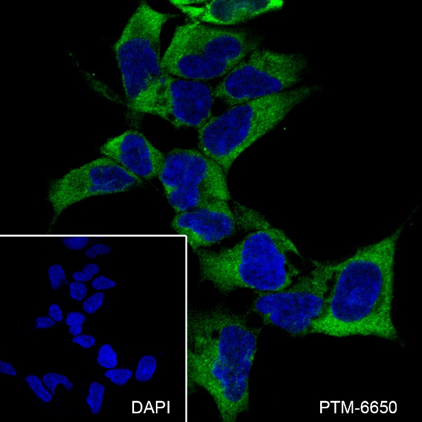 Anti-ATG13 Mouse mAb
