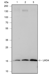 Anti-LMO4 Rabbit mAb