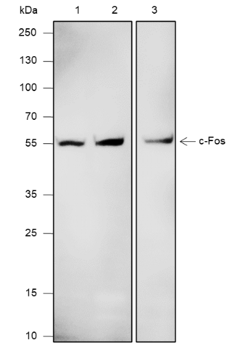 Anti-c-Fos Mouse mAb