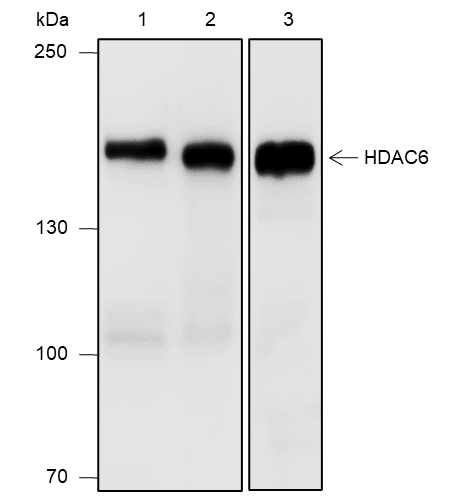 Anti-HDAC6 Rabbit mAb