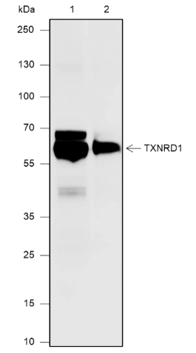 Anti-TXNRD1 Mouse mAb
