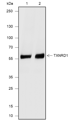 Anti-TXNRD1 Mouse mAb