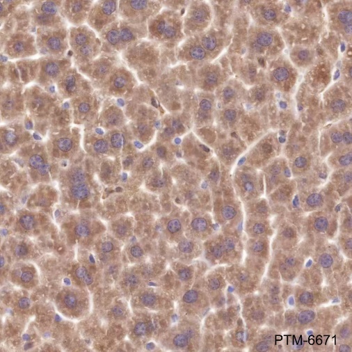 Anti-TXNRD1 Mouse mAb