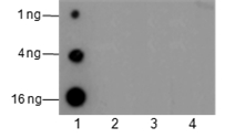 Anti-Acetyl-Histone H2B (Lys20) Rabbit pAb