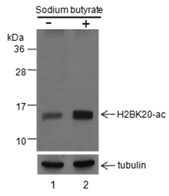 Anti-Acetyl-Histone H2B (Lys20) Rabbit pAb