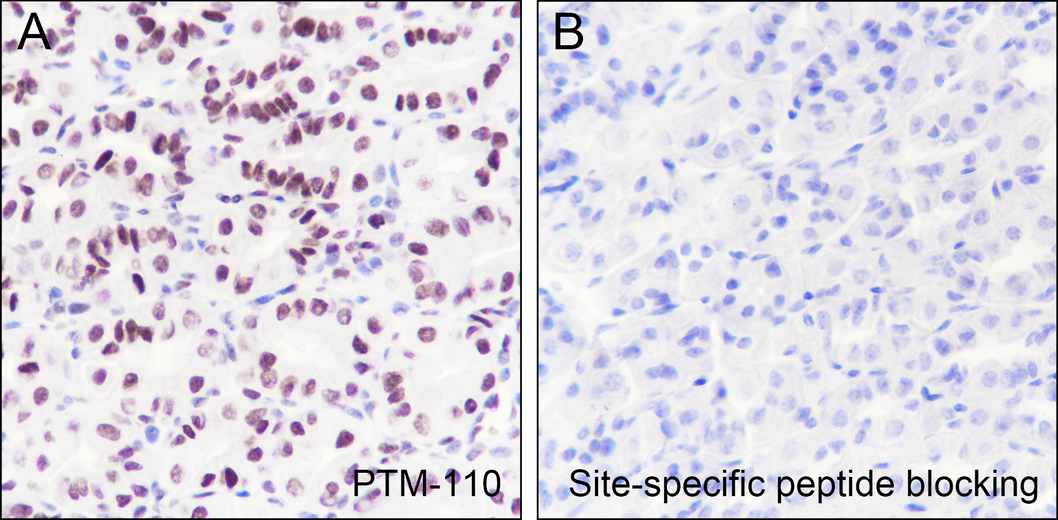 Anti-Acetyl-Histone H2B (Lys20) Rabbit pAb