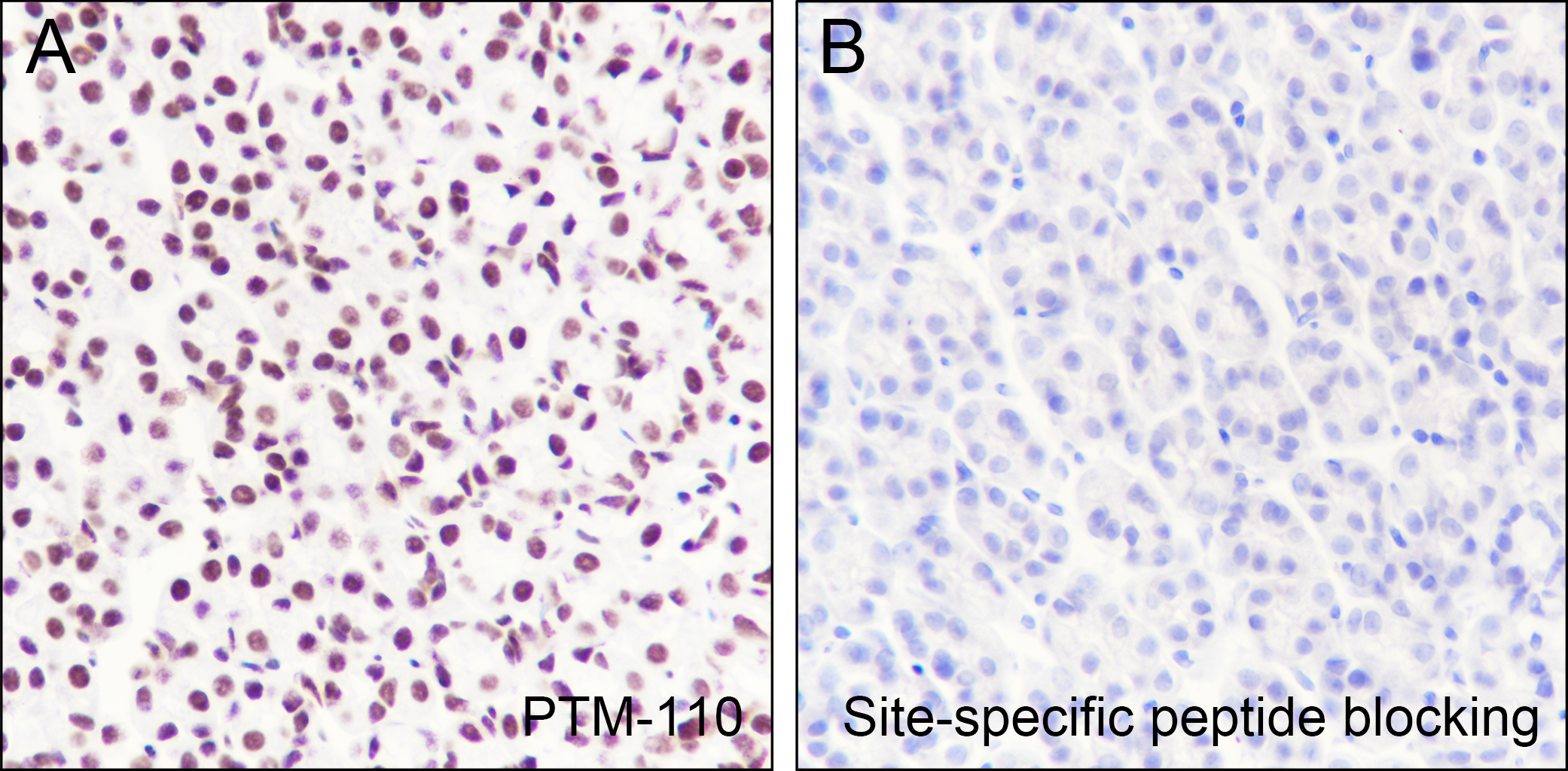 Anti-Acetyl-Histone H2B (Lys20) Rabbit pAb