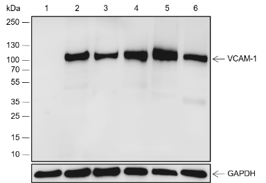 Anti-VCAM1 Rabbit mAb