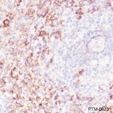 Anti-VCAM1 Rabbit mAb