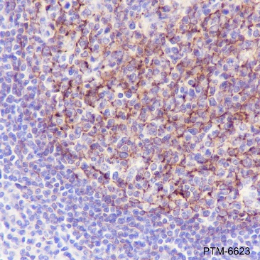 Anti-VCAM1 Rabbit mAb