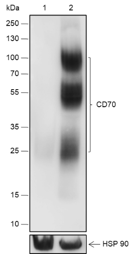 Anti-CD70 Rabbit mAb