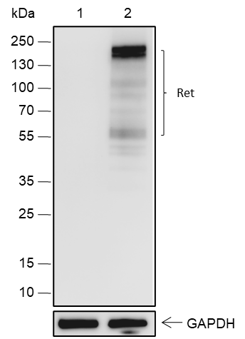 Anti-Ret Rabbit mAb