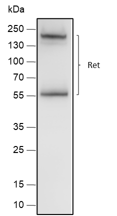 Anti-Ret Rabbit mAb