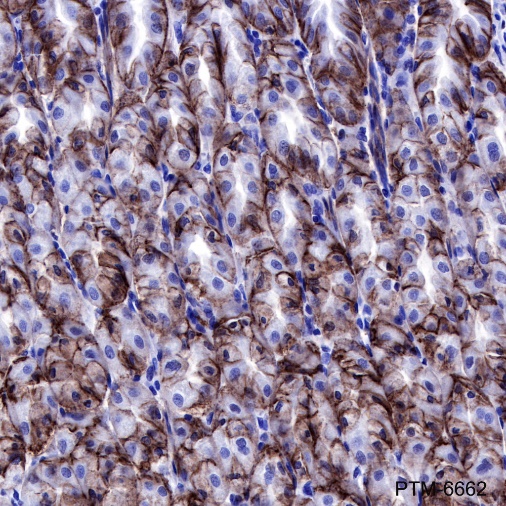 Anti-Claudin-18.2 Rabbit mAb