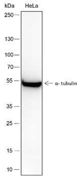 Goat Anti-Rabbit IgG H&L pAb
