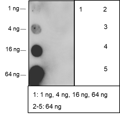 Anti-Acetyl-Histone H2A (Lys9) Mouse mAb