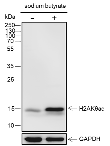 Anti-Acetyl-Histone H2A (Lys9) Mouse mAb