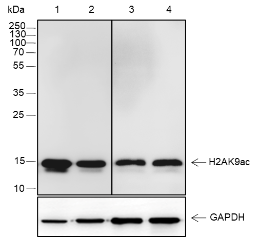 Anti-Acetyl-Histone H2A (Lys9) Mouse mAb