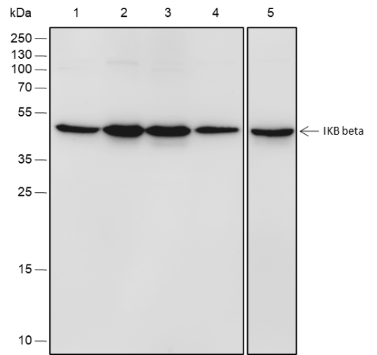 Anti-IkB beta Rabbit mAb