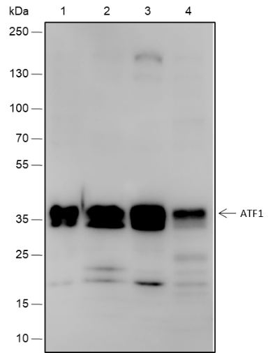 Anti-ATF1 Rabbit mAb